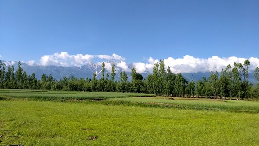 Natural landscape summer