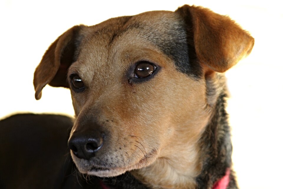 Portrait pet animal