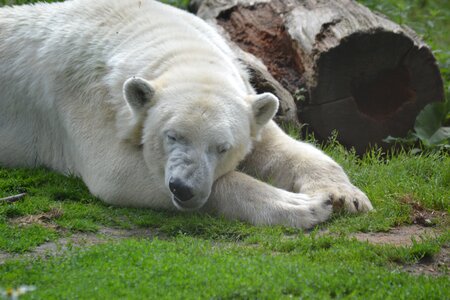 Predator zoo white