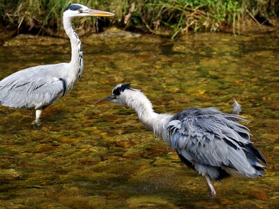 Animal eastern plumage