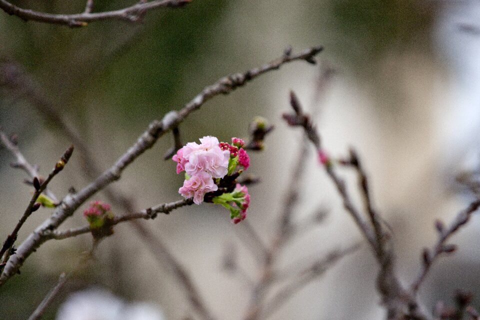 Flower elegant reveries