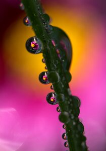 Macro reflection dew