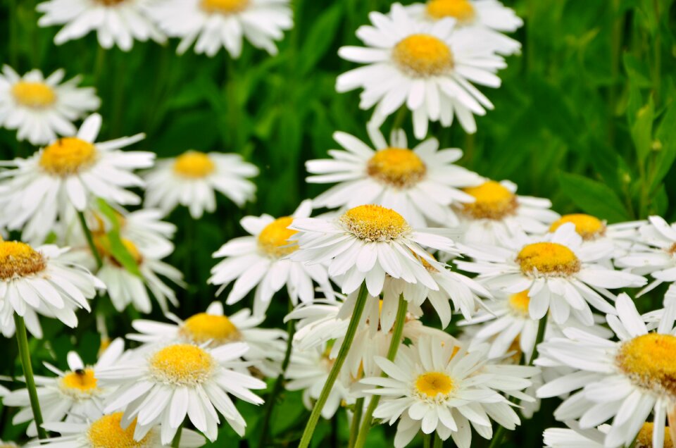 Plant floral summer
