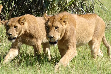 Wildlife african nature photo