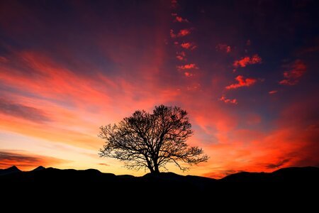 Dawn tree dusk photo