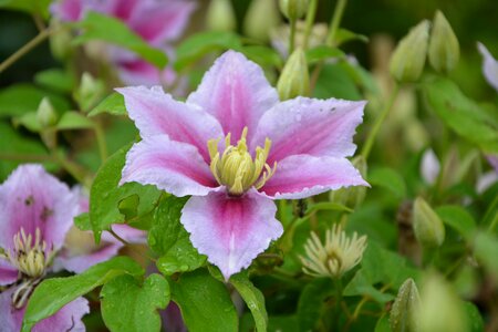 Garden flowers creeper