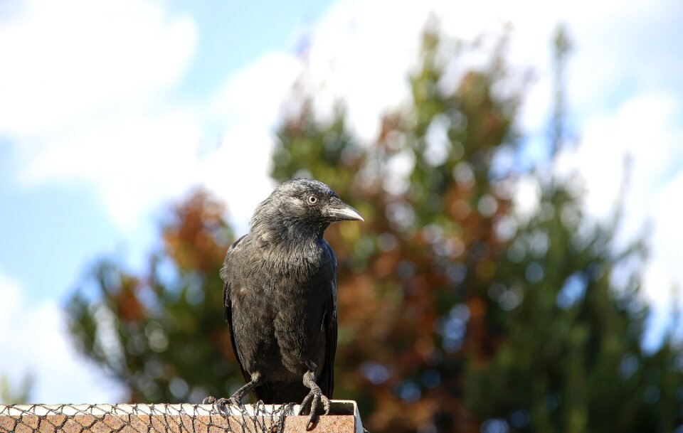 Little bird plumage animal
