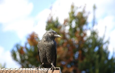 Little bird plumage animal