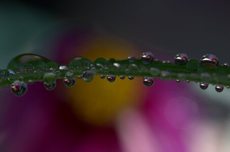 Macro reflection dew