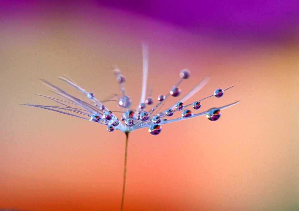 Macro reflection dew