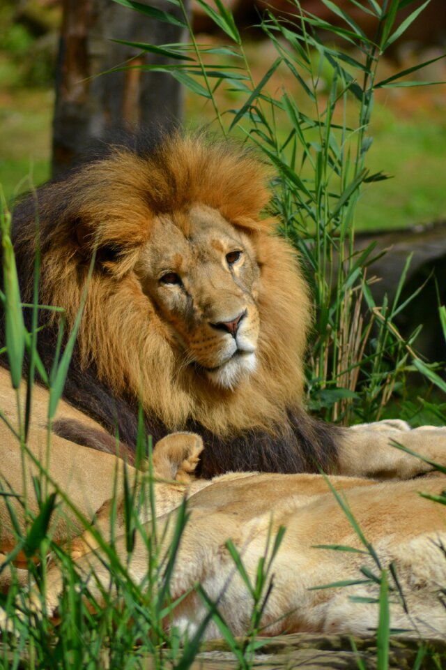 Males predator zoo - Free photos on creazilla.com