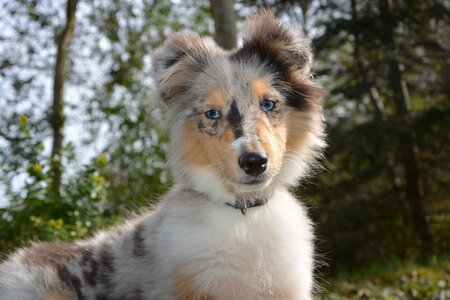 Animal cute dog