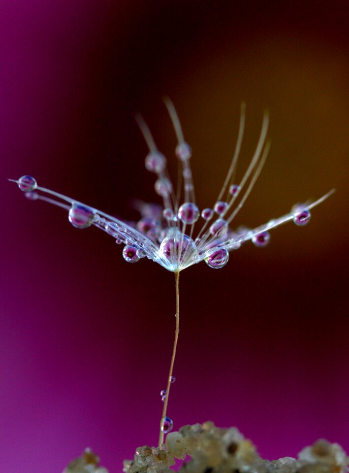 Macro reflection dew