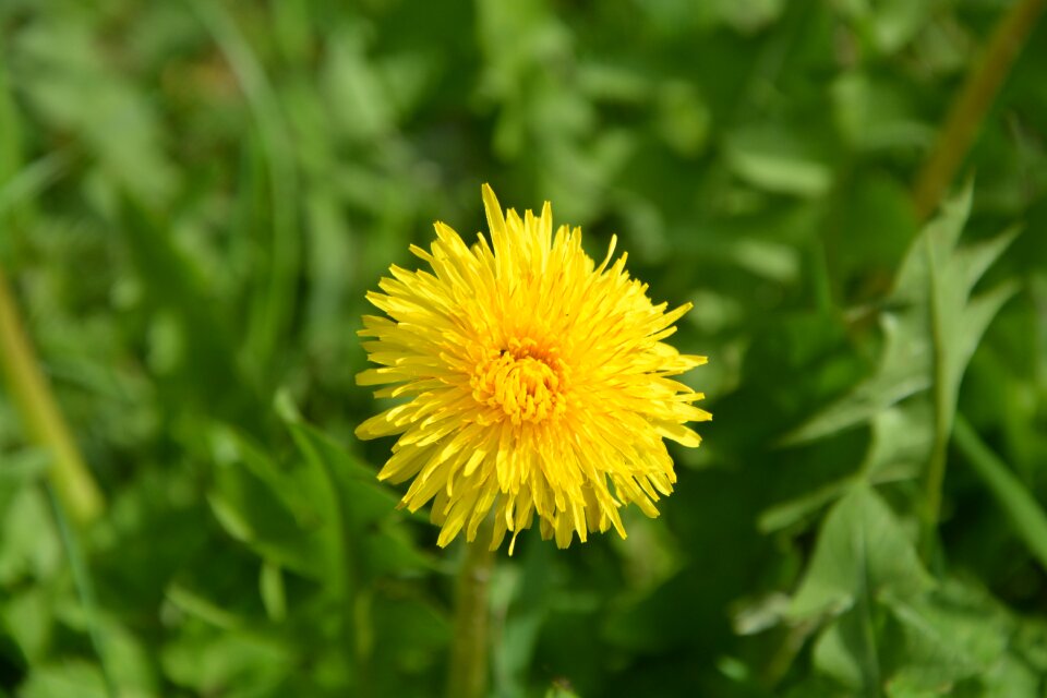 Prairie pre nature