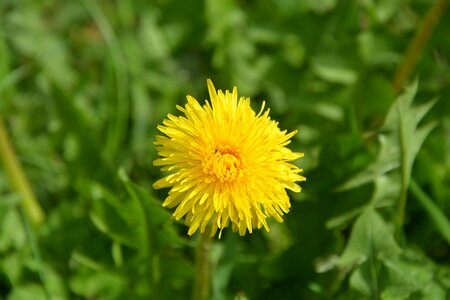Prairie pre nature