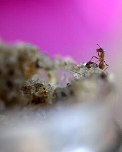 Ant insecta sand