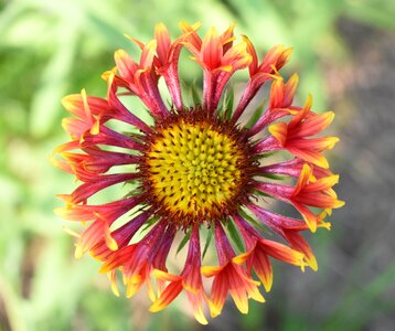 Gaillardia flower red and yellow flower