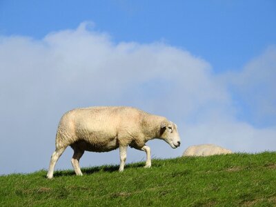 Meadow graze wool