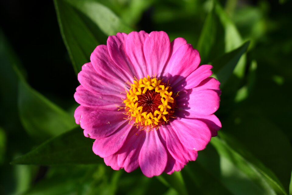Zinnia pink flower photo