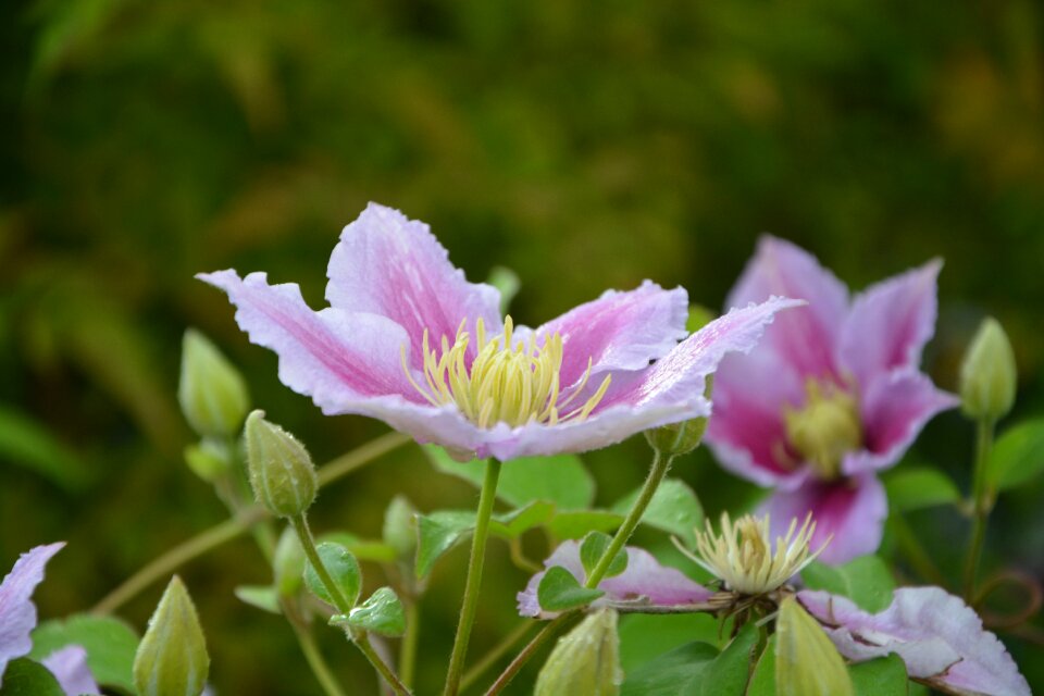 Flower vine pink garden