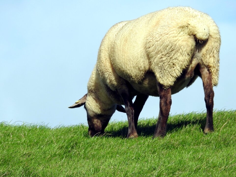 Graze dike flock of sheep