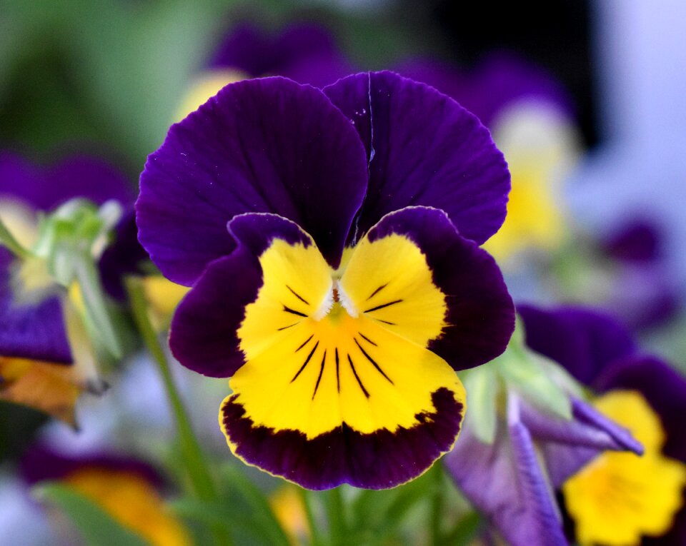 Pansy flower purple and yellow flower