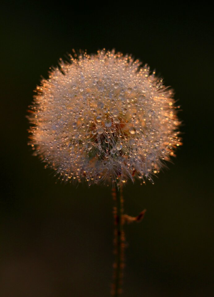 Drops plants water