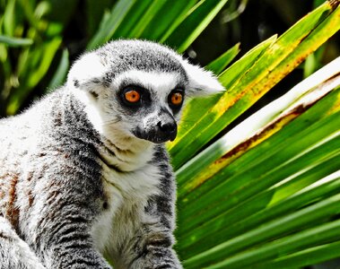 Lemur monkey fauna