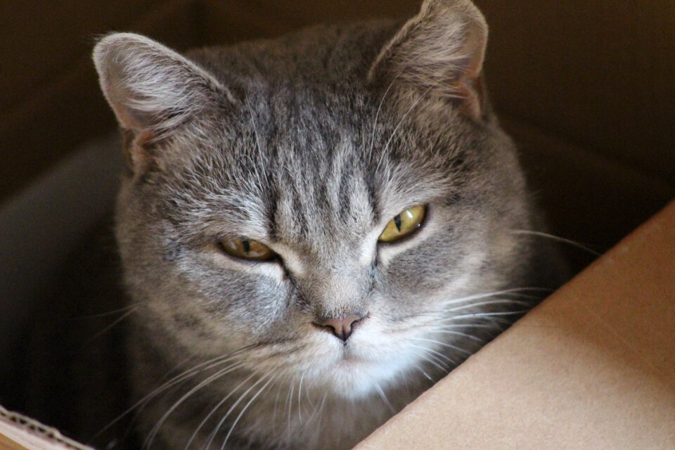 Eyes close up cat in the box