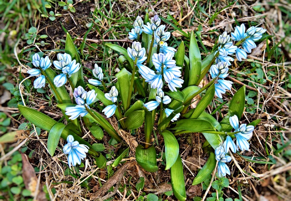 Spring flowers small bell-shaped flowers light blue