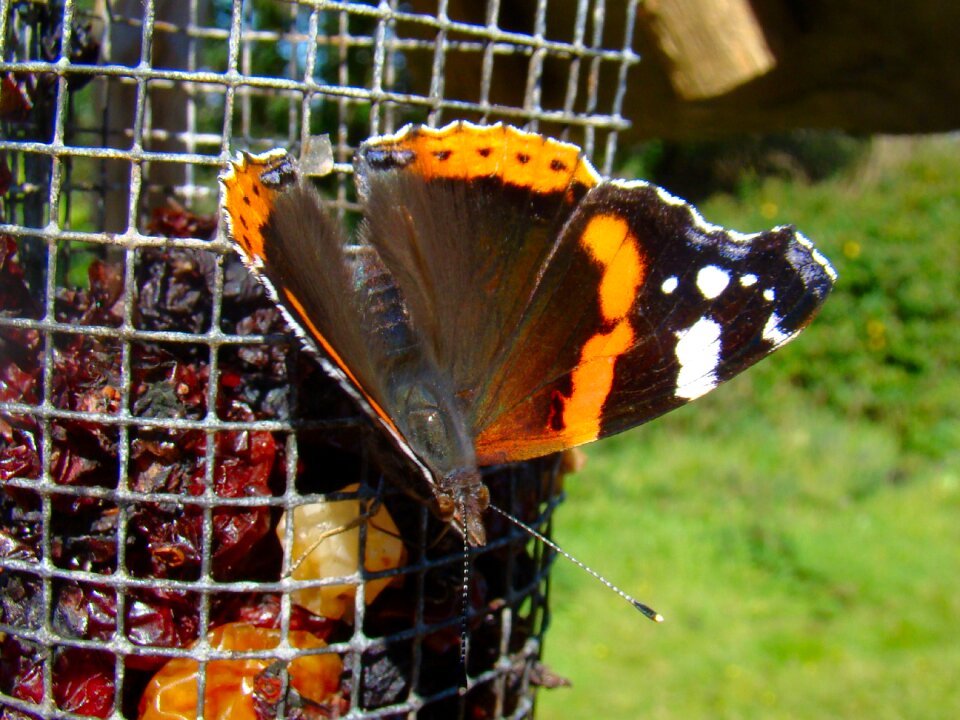 Nature insect summer