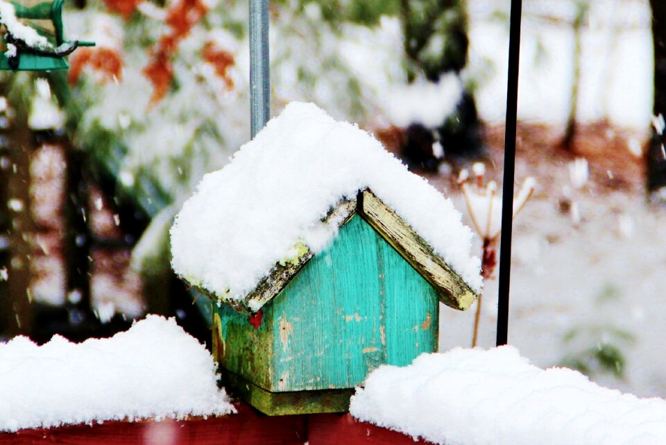 Cold white season