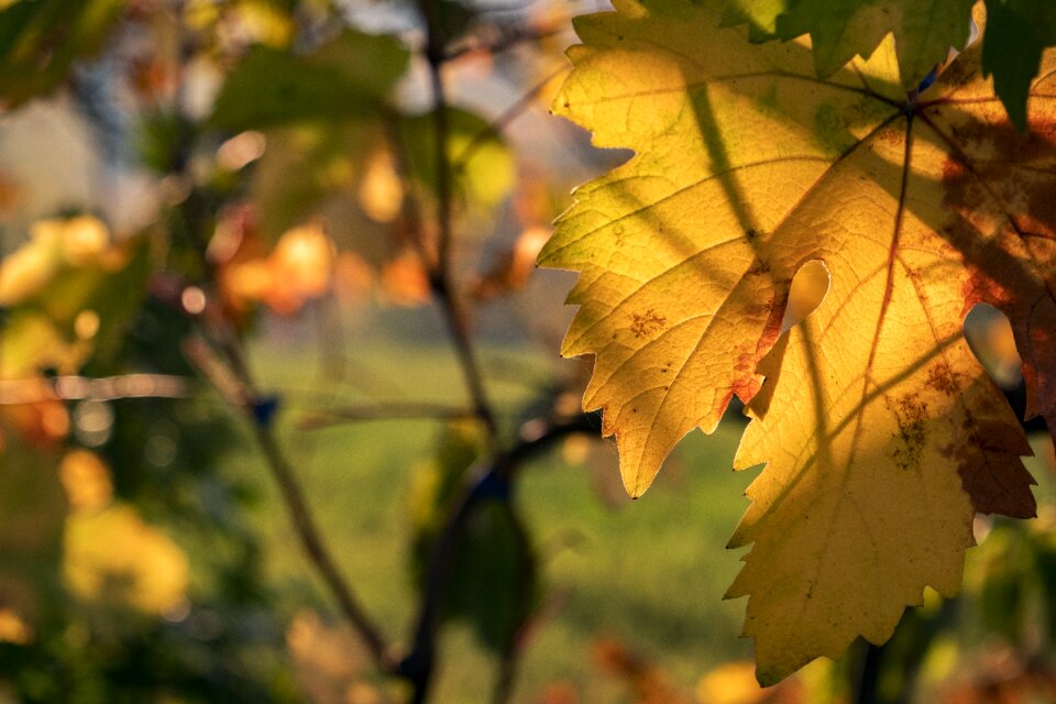 Campaign autumn yellow