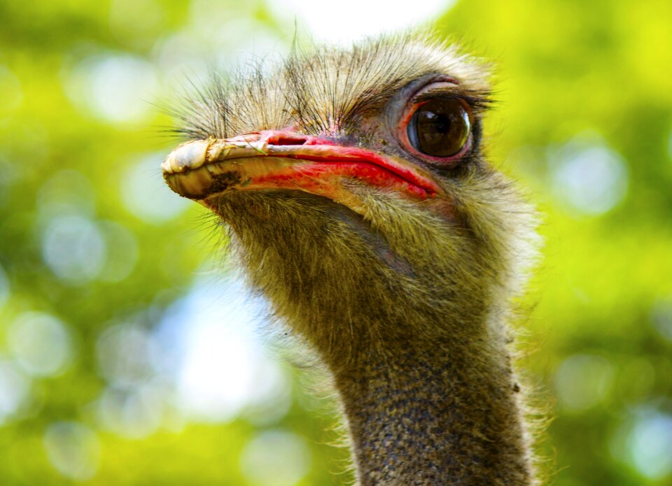 Peak hairy ostrich