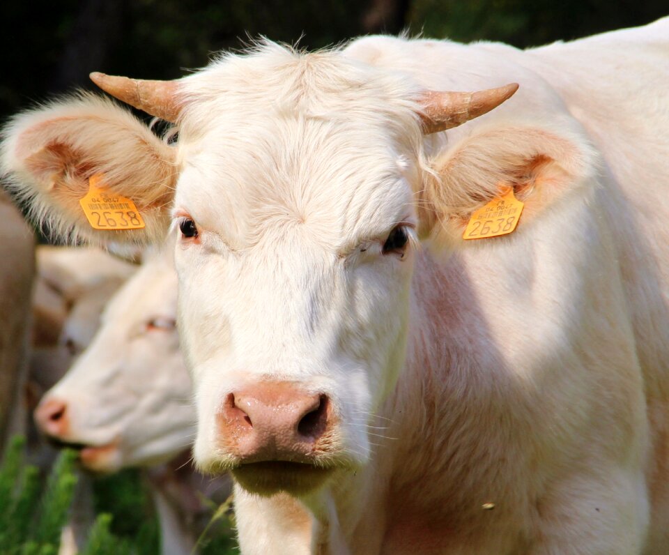 Livestock white brown cow
