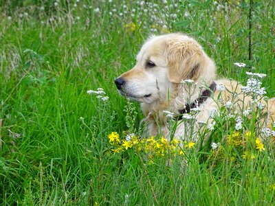 Meadow animal nature photo