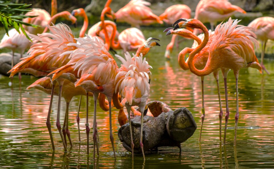 Wild life exotic flamingos