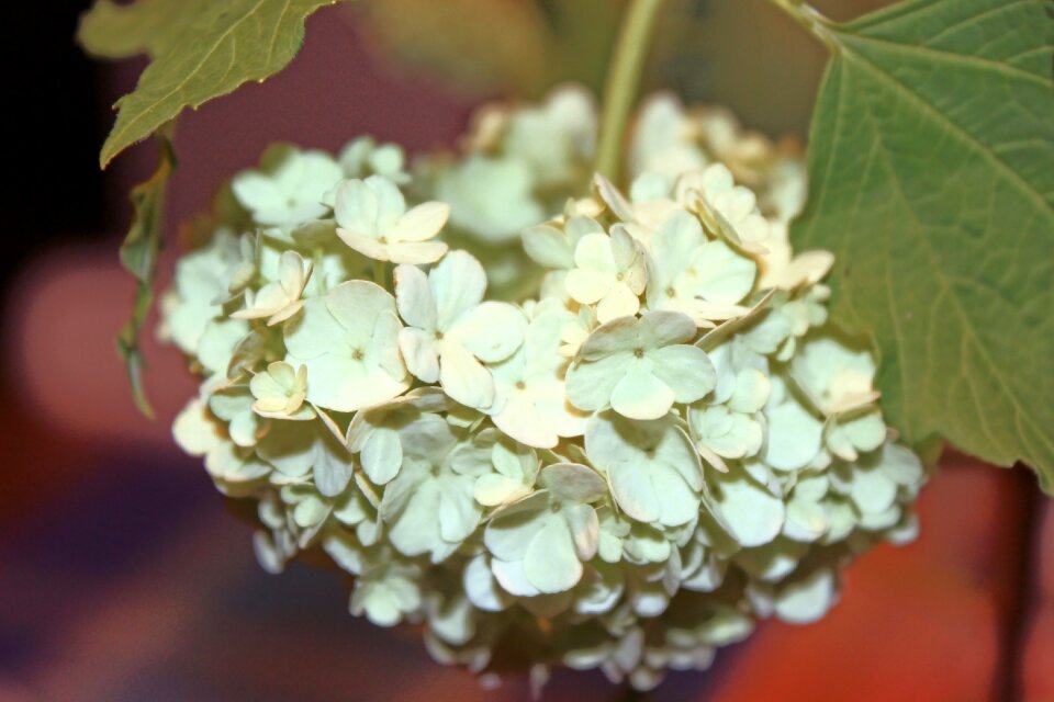 Ball ornamental shrub viburnum