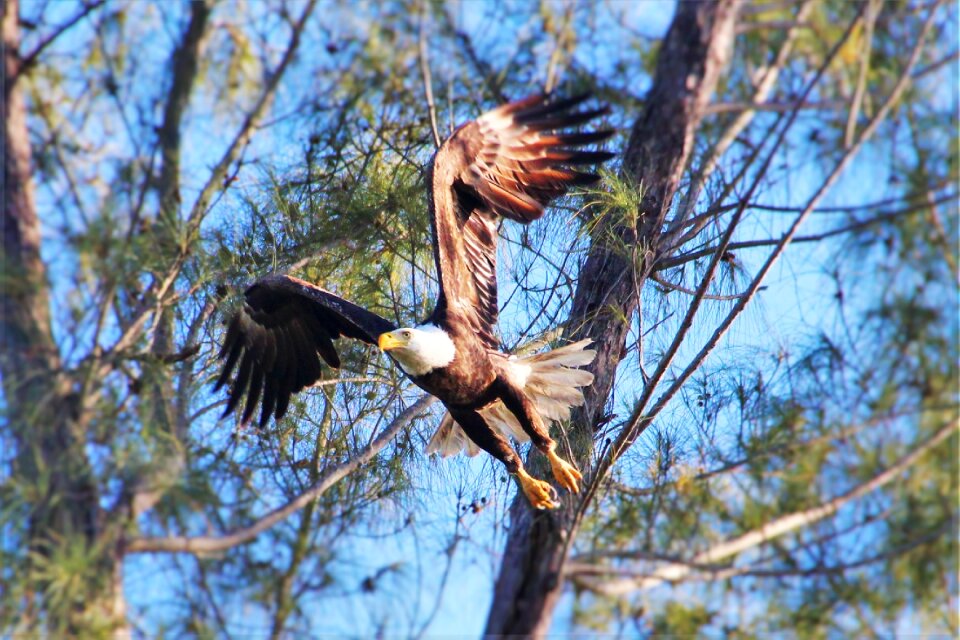 Nature bird wildlife