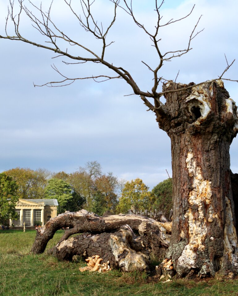 Trunk nature landscape
