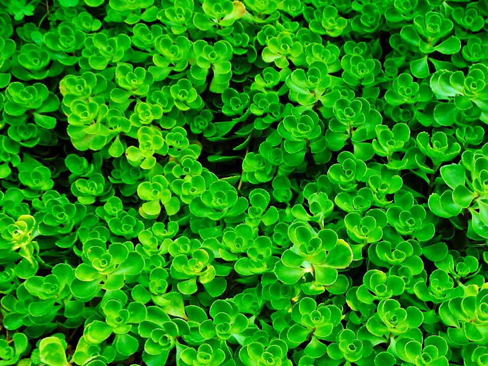 Landscape leaves nature