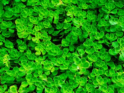 Landscape leaves nature