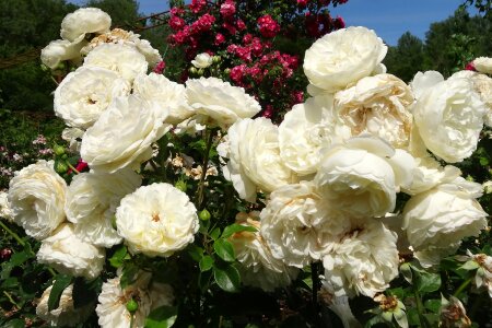 White rose white roses nature