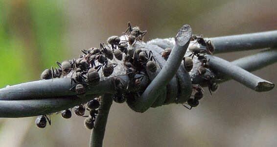 Ants wire colombia