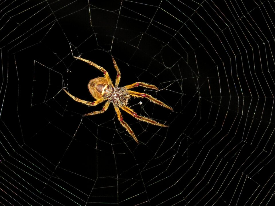 Insect spider night colombia