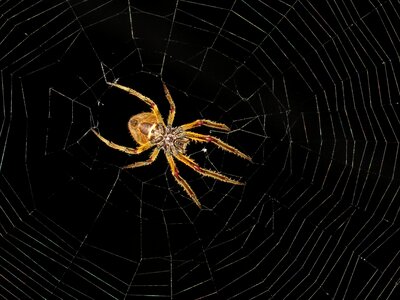 Insect spider night colombia
