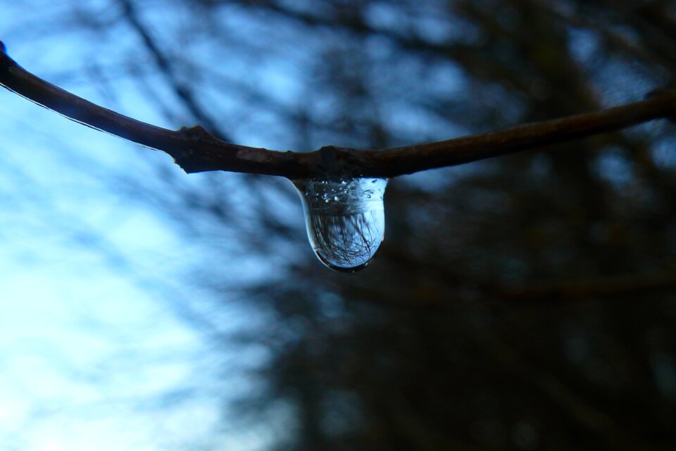 Branch nature the environment