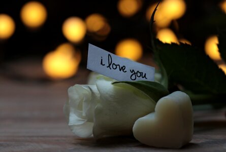 Love message white rose nature