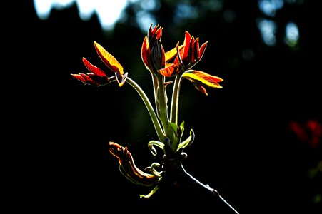 Wood young drive flowering tree photo