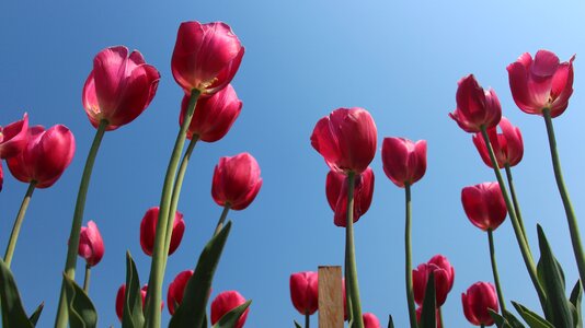 Tulip flowers Free photos photo